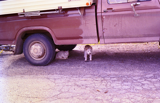 Canada (1986)-329-Pr Ru - Katz & Hund 560